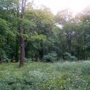 Park Leśny w Głogowie