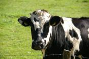 Kolejne polskie mleczarnie rozpoczęły produkcję mleka i produktów non GMO